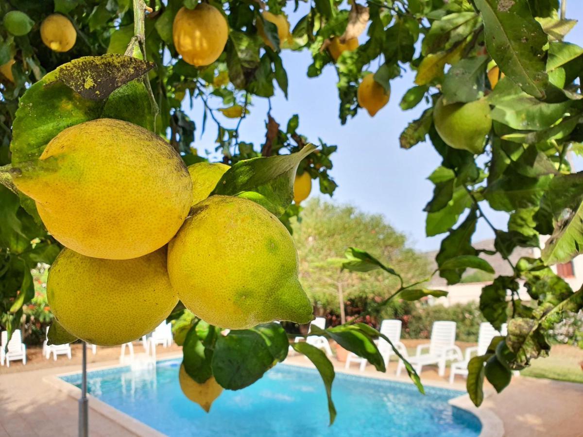 Las Esterlicias تيرور المظهر الخارجي الصورة